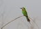 Groene Bijeneter, Blue-cheeked Bee-eater, Merops persicus