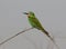 Groene Bijeneter, Blue-cheeked Bee-eater, Merops persicus