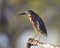 Groene Reiger, Green Heron, Butorides virescens