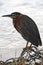 Groene Reiger, Green Heron, Butorides virescens