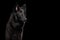 Groenendael Belgian Shepherd Dog on Isolated Black Background