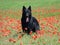 Groenendael Belgian Shepherd in a field of poppies