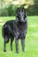 Groenendael pure breed black dog standing on blurred nature background