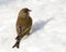 Groenling, European Greenfinch, Carduelis chloris