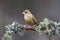 Groenling, European Greenfinch, Chloris chloris