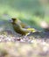 Groenling, European Greenfinch, Chloris chloris