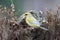 Groenling, European Greenfinch, Chloris chloris