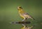 Groenling, European Greenfinch, Chloris chloris