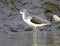 Groenpootruiter, Common Greenshank, Tringa nebularia