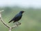 Groenstaart glansspreeuw, Greater Blue-eared Starling, Lamprotornis chalybaeus
