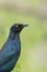 Groenstaart glansspreeuw, Greater Blue-eared Starling, Lamprotornis chalybaeus