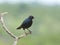 Groenstaart glansspreeuw, Greater Blue-eared Starling, Lamprotornis chalybaeus