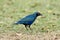 Groenstaart-glansspreeuw, Greater Blue-eared Starling, Lamprotornis chalybaeus