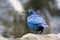 Groenstaart-glansspreeuw, Greater Blue-eared Starling, Lamprotornis chalybaeus