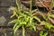 Groensteel, Green Spleenwort, Asplenium viride