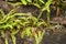 Groensteel, Green Spleenwort, Asplenium viride