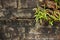 Groensteel, Green Spleenwort, Asplenium viride