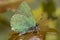 Groentje, Green Hairstreak, Callophrys rubi