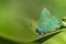 Groentje, Green Hairstreak, Callophrys rubi