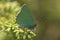 Groentje, Green Hairstreak, Callophrys rubi