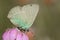 Groentje, Green Hairstreak, Callophrys rubi