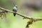 Groenvoorhoofdlancetkolibrie, Green-fronted Lancebill, Doryfera