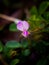 Grona Triflora Flower Close-up