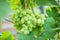 Grones of growing white grapes on a home plantation
