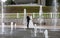 Groom and bride next to a fountain and water jets