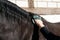 Groom cleans a horse.