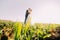 The groom is kissing the bride on the cheek in the green field. The down view.