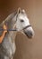 Groom on a stable washes a horse with foam