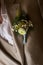 Groom Yellow and Blue boutonniere