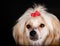 Groomed Chinese Crested Dog