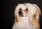 Groomed Chinese Crested Dog