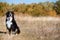 Groomed dog of breed Berner Sennenhund sits on the background of an autumn yellowing forest