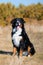 Groomed dog of breed Berner Sennenhund sits on the background of an autumn yellowing forest