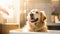 Groomed dog at serene spa salon, pampered pet luxury.