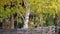 Groomed garden and tree birch