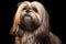 Groomed Lhasa Apso Portrait with Expressive Eyes
