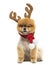 Groomed Pomeranian dog sitting and wearing reindeer antlers head