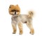 Groomed Pomeranian dog standing and looking away