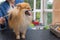 Groomed Pomeranian German Spitz dog facing the camera