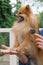 Groomed Pomeranian German Spitz dog. Vertically.