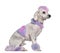 Groomed poodle with pink and purple fur and mohawk