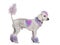 Groomed poodle with pink and purple fur and mohawk