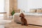 groomed poodle sitting on rattan carpet