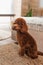 groomed poodle sitting on rattan carpet