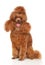 Groomed red dwarf poodle on a white background