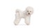 Groomed white Bichon Frise dog